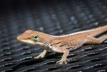 Brown Green Anole Lizard On Patio Chair In Backyard - Selective Focus