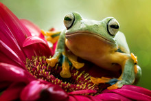 Cute Flying Frog On Purple Flower - Amazing Macro Amphibian Photo Series