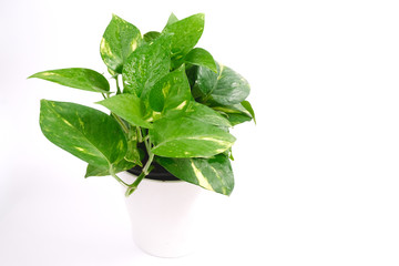 Houseplants, Golden pothos, Epipremnum aureum, Devil's Ivy, vining plant with heart-shaped leaves , Money Plant in pot isolated on white background .Plants that help purify the air inside the house