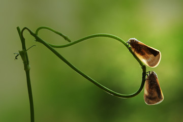 close up of green leaf