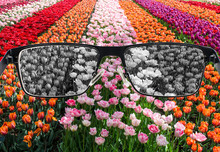 Looking Through Glasses To Bleach Nature Landscape - Tulips Field. Color Blindness. World Perception During Depression. Medical Condition. Health And Disease Concept.