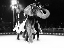View Of Elephant In Circus