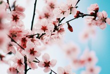 Close-up Of Pink Cherry Blossoms In Spring