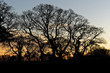 Tree Silhouette Against Orange Sky