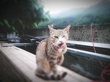 Close-up Of Cat Yawning While Sitting On Retaining Wall