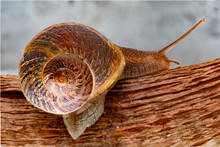 Land Snail Moving After A Recent Rain Down An Urban Terrace In Search Of A Neighboring Garden In Which To Settle 

  