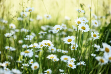 Lush Flowering Daisies In The Meadow.