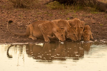 Three Lionesses And Cub Drink From Pond