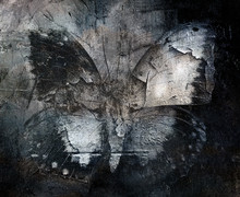 Grunge Abstract Butterfly Texture 