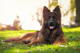 Fototapeta Psy - Purebred German shepherd dog lying down in the park looking at the camera. Horizontal with copyspace