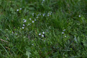 spring flowers in the grass in early spring