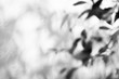 a shadow tree with leaves on a gray background. abstract image