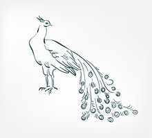 Peacock Bird Vector Illustration Japanese Chinese Ink Line Sketch Style