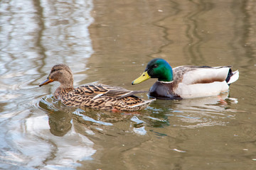 A pair of very beautiful ducks swims in the water, bathes in the morning. Soft light, close-up