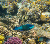 Fototapeta Do akwarium - Underwater world. Coral fishes of Red sea.