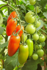 Wall Mural - Red and green tomatoes hang on a branch in a bunch in the greenhouse. -image