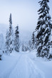 Leinwandbild Motiv Snowy trail in pine tree forest
