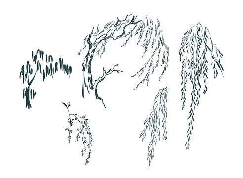 Wall Mural -  - willow tree card nature landscape view vector sketch illustration japanese chinese oriental line art design elements
