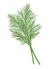 Fresh Green Dill Branch. Vector Illustration.