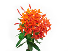 Rubiaceae Flower Isolate On White Background. Ixora Coccinea Flower Blossom In A Garden. Red Spike Flower. Red Flowers