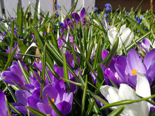 Canvas Print - purple crocus flowers