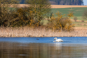 Wild bird mute swan (Cygnus olor) making love, on pond with blue sky reflection, Czech Republic Europe wildlife