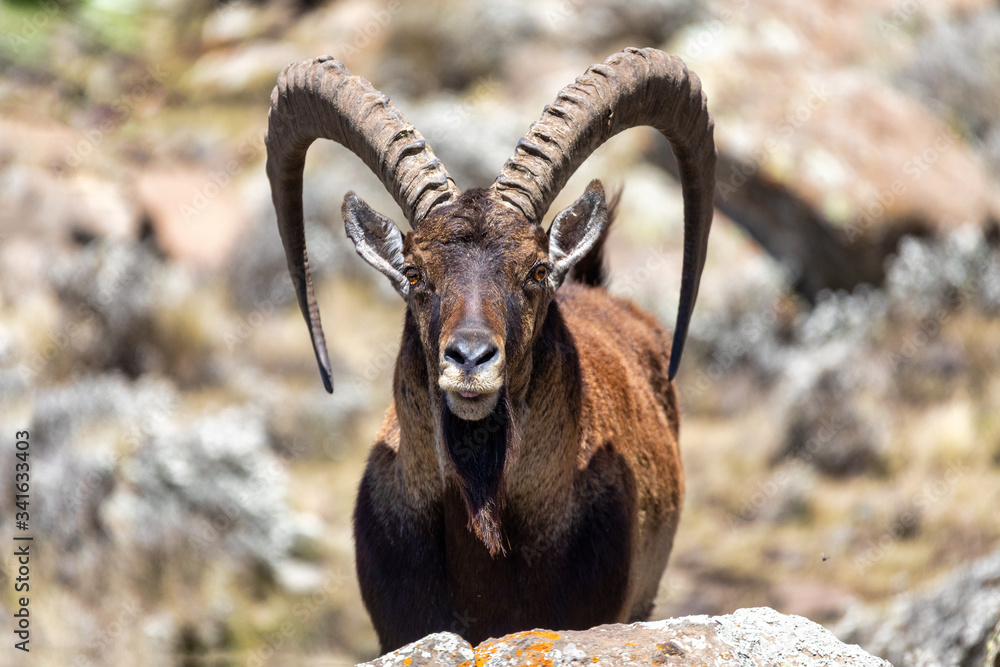 male of very rare Walia ibex, Capra walie, rarest ibex in world in Simien Mountains in Northern Ethiopia, Africa Wildlife - obrazy, fototapety, plakaty 