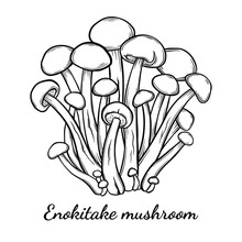 Enoki Mushroom Hand Drawn Vector Illustration. Sketch Style Drawing Isolated On White Background With Sliced Pieces. Organic Vegetarian Object For Menu, Label, Recipe, Product Packaging