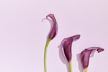 Pink Lily Flowers On Pastel Light Purple Background
