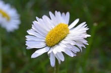 Extraordinary Odd Strange Daisy Double As Broad As Normal On Green Grass Outdoors In Springtime As Sign For The Variety In Creation
