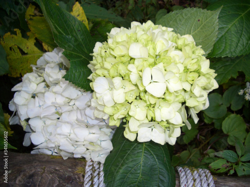 Hydrangea Or Ajisai Soft Green Color Flower Blooming In Garden On Blurred Of Nature Background Stock Photo Adobe Stock Hydrangea Or Ajisai Soft Green Color Flower Blooming In Garden On Blurred Of Nature Background Stock Photo Adobe Stock