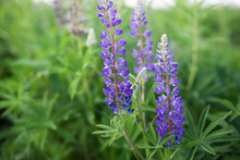 Lupinus, Lupin, Lupine Field With Pink Purple And Blue Flowers. Bunch Of Lupines Summer Flower Background. Blooming Lupine Flowers. A Field Of Lupines. Violet Spring And Summer Flowers. Nature Concept