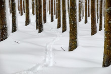 Snow Covered Trees In Forest