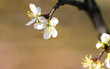 Kwiaty drzewa owocowego śliwy, kwitnące wioną na gałęzi