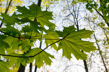 spring forest. green maple leaves. moscow, russia.