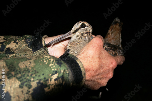 Fotografía Ornithologist holding the eurasian Woodcock (Scolopax rusticola) in hands during