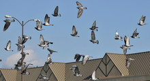 Pigeons Flying By House