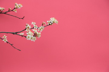 Sticker - Delicate twig of blooming wild plum on a hibiscus color background. Postcard template for Valentine's Day, Mother's Day, March 8, wedding, birthday or anniversary.