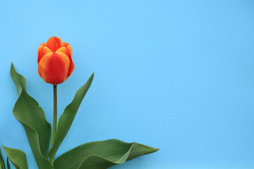 Wall Mural - Single luxurious red-yellow tulip on a blue background. Postcard template for Valentine's Day, Mother's Day, March 8, wedding, birthday or anniversary.