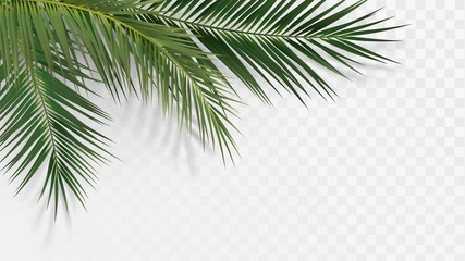 palm branches in the corner, tropical plants decoration element