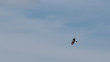 © Fotos GE - Gavião chimango fêmea voando no céu parcialmente azul em área urbana de Florianópolis, também conhecido como caracará, caracaraí, chima-chima, chimango-carrapateiro, chimango-do-campo.