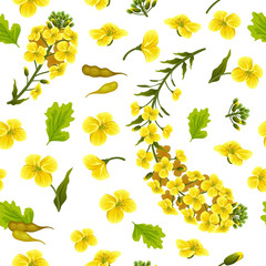 Wall Mural - Rape flowers, canola oil. Brassica napus. Seamless vector pattern.