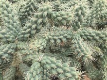Full Frame Of Cholla Cactus