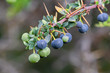 Calafate fruits - typical fuit of Patagonia