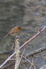 Wall Mural - A robin sits on a branch