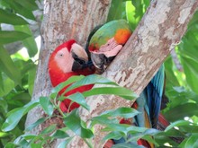 Scarlet Macaws In A Tree