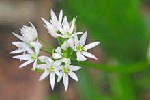 Wild Garlic In Flower Springtime Herb For Cooking