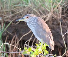 Young Black-crowned Night Heron Bird Resting