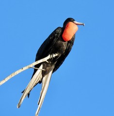 great frigatebird on a branch