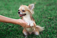 Little Dog Sits On Hand And Looks Around In The Park On Summer Day. Small American Chihuahua Holds Hand And Has Cute Thinking Face.
